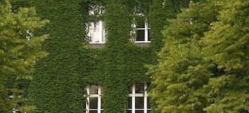 Fassadenbegrünung